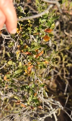 Fockea edulis