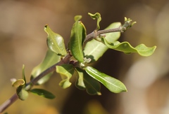 Fockea edulis