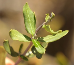 Fockea edulis