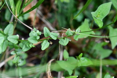 Scutellaria dependens