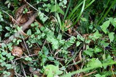 Scutellaria dependens