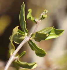 Fockea edulis