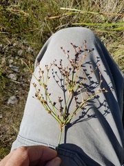 Juncus brachycephalus