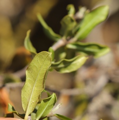 Fockea edulis