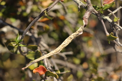 Fockea edulis