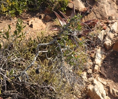 Fockea edulis