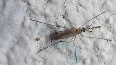 Culiseta longiareolata