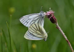 Pieris bryoniae