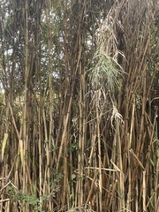 Bambusoideae