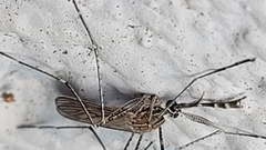 Culiseta longiareolata