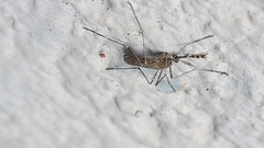 Culiseta longiareolata