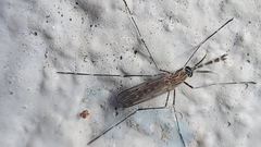 Culiseta longiareolata