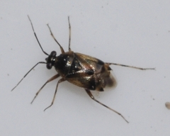 Deraeocoris serenus