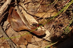 Diamma bicolor