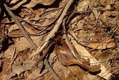 Diamma bicolor