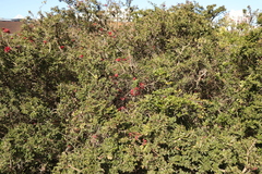 Schotia afra afra