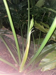 Thaumatophyllum bipinnatifidum