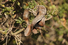 Schotia afra afra