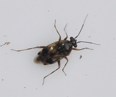 Deraeocoris serenus