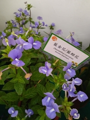 Achetaria azurea