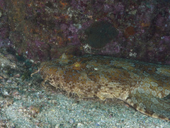 Orectolobus halei