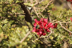 Schotia afra afra