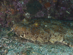 Orectolobus halei