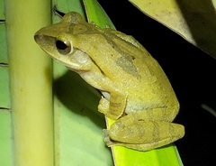 Polypedates megacephalus
