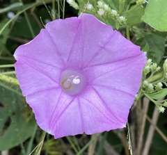 Argyreia capitiformis