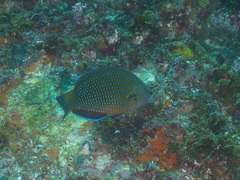 Anampses caeruleopunctatus