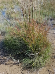 Juncus brachycephalus