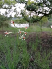 Tulbaghia leucantha