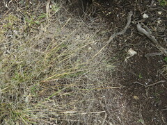 Austrostipa elegantissima
