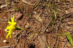 Microseris lanceolata