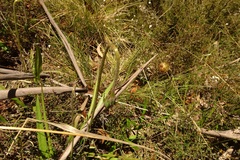 Microseris lanceolata