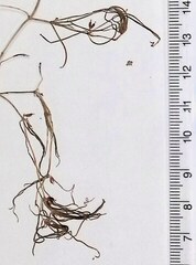 Zannichellia palustris