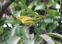Setophaga petechia