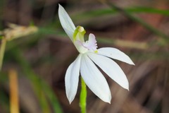 Caladenia picta