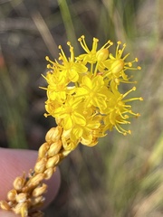 Bulbinella chartacea
