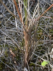 Bulbinella chartacea