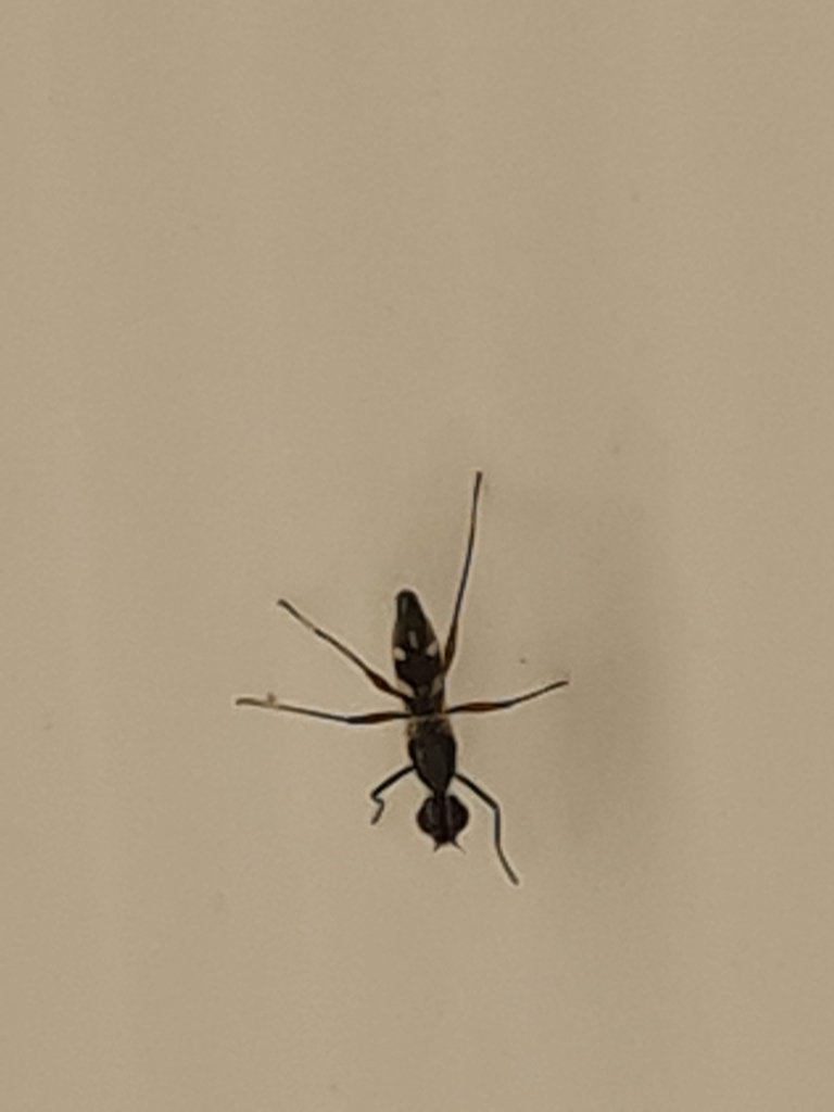 Cardiacephala guttata