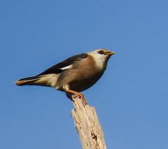 Acridotheres leucocephalus