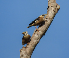 Acridotheres leucocephalus