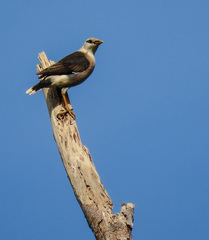 Acridotheres leucocephalus