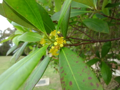 Tristaniopsis laurina