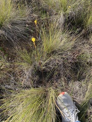 Bulbinella chartacea