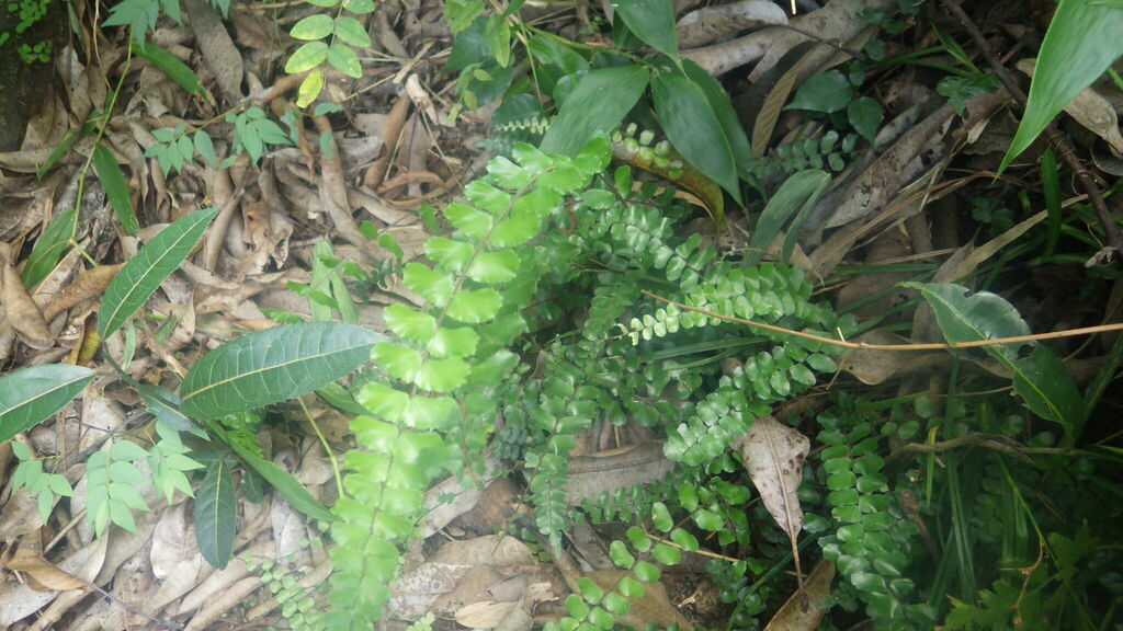 Adiantum madagascariense