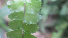 Adiantum madagascariense image