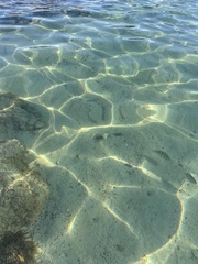 Abudefduf troschelii