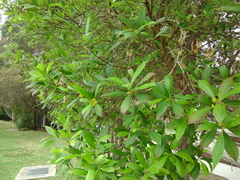 Tristaniopsis laurina